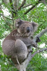 koala